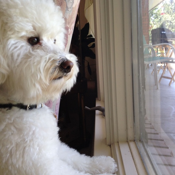 🐾 Welcome to my closet!  Happy Poshing! 🐾 - Picture 4 of 4